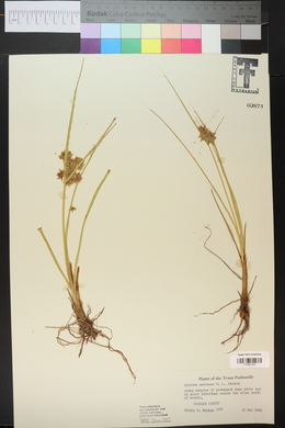 Cyperus onerosus image