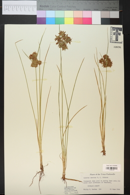 Cyperus onerosus image