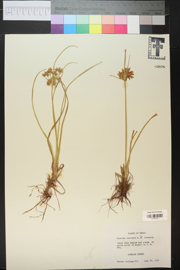 Cyperus onerosus image