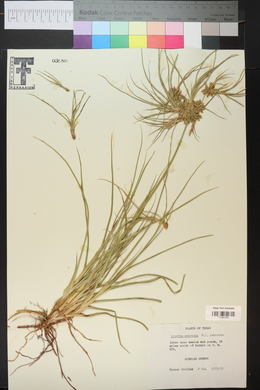 Cyperus onerosus image