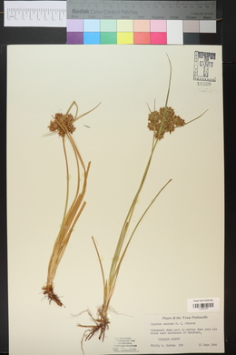 Cyperus onerosus image