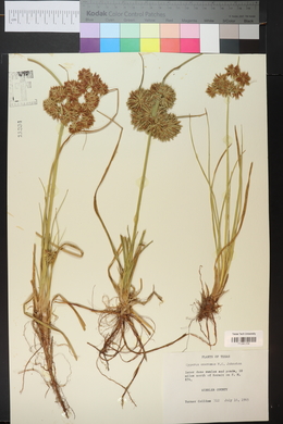 Cyperus onerosus image