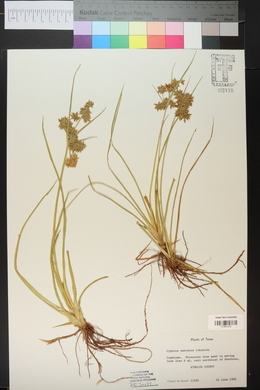 Cyperus onerosus image