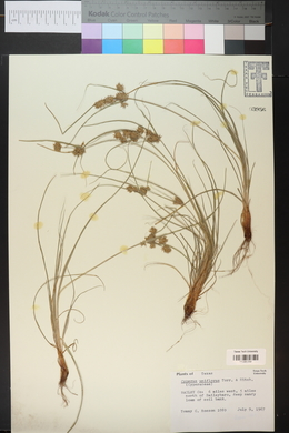 Cyperus floribundus image