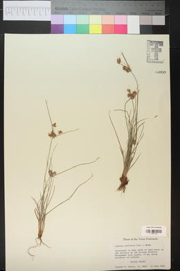 Cyperus floribundus image