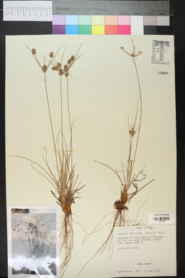 Cyperus floribundus image