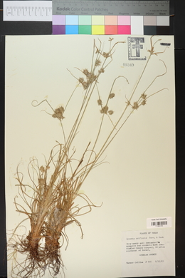 Cyperus floribundus image