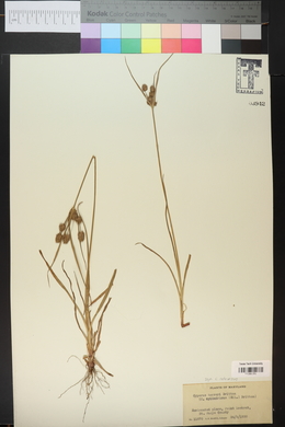 Cyperus retrorsus image