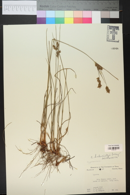 Cyperus schweinitzii image