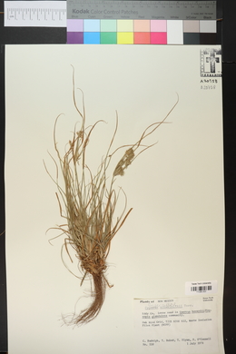 Cyperus retroflexus image