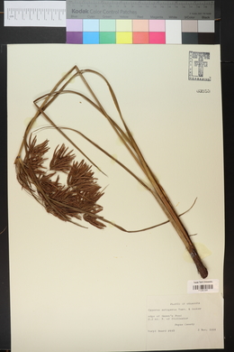 Cyperus setigerus image