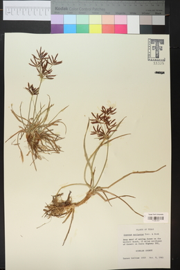 Cyperus setigerus image