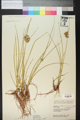 Cyperus onerosus image