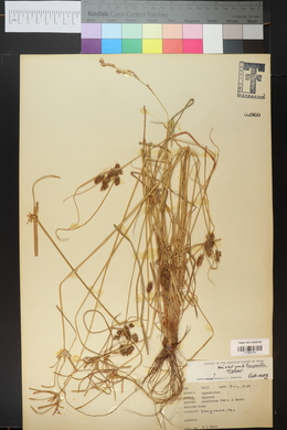 Cyperus floribundus image