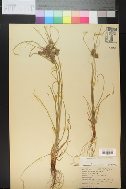 Cyperus floribundus image