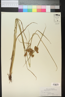 Cyperus pseudovegetus image