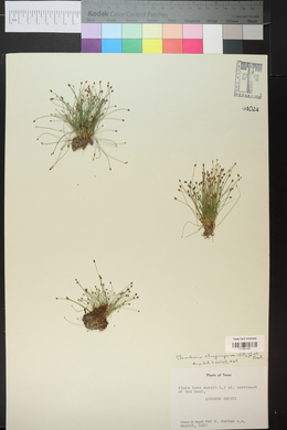 Eleocharis atropurpurea image