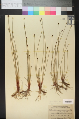 Eleocharis acuminata image