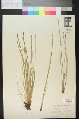 Eleocharis macrostachya image