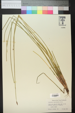 Eleocharis macrostachya image