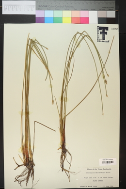 Eleocharis macrostachya image