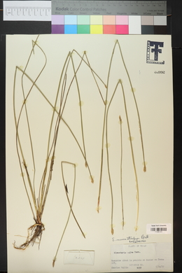 Eleocharis macrostachya image