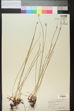 Eleocharis macrostachya image