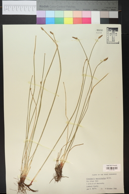 Eleocharis macrostachya image