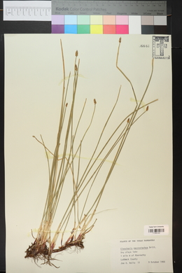 Eleocharis macrostachya image