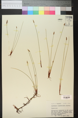 Eleocharis macrostachya image