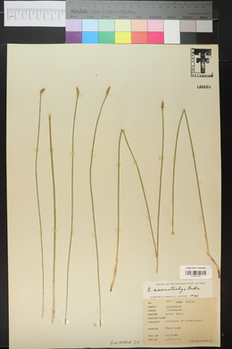 Eleocharis macrostachya image