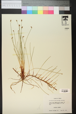 Eleocharis macrostachya image