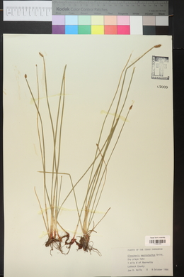 Eleocharis macrostachya image