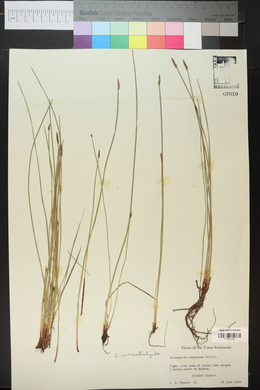 Eleocharis macrostachya image