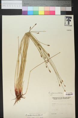 Eleocharis montevidensis image