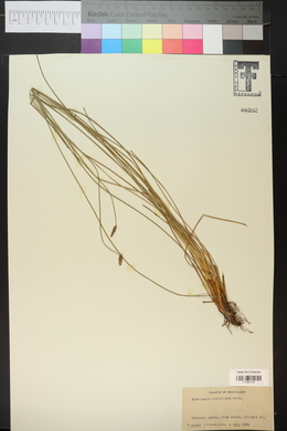 Eleocharis rostellata image