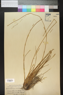 Eleocharis rostellata image