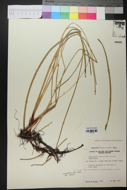 Eleocharis macrostachya image