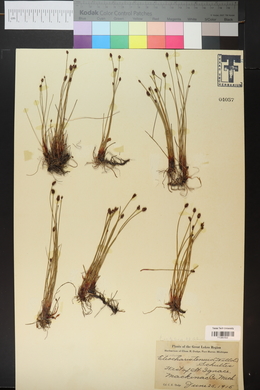 Eleocharis tenuis image