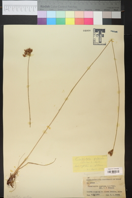 Fimbristylis puberula image