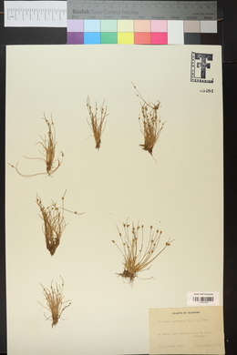 Isolepis carinata image