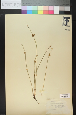 Scirpus debilis image