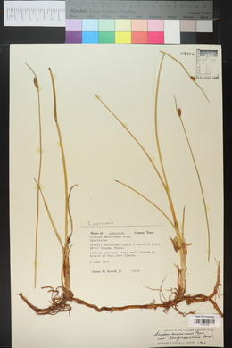 Schoenoplectus pungens var. longispicatus image