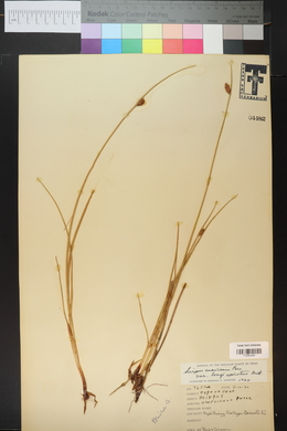 Schoenoplectus pungens var. longispicatus image