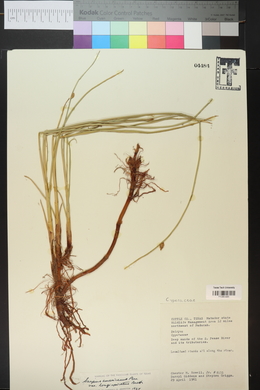 Schoenoplectus pungens var. longispicatus image