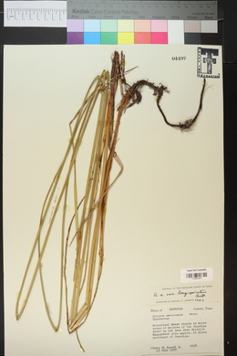 Schoenoplectus pungens var. longispicatus image