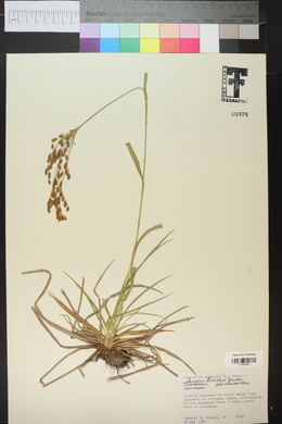 Scirpus lineatus image