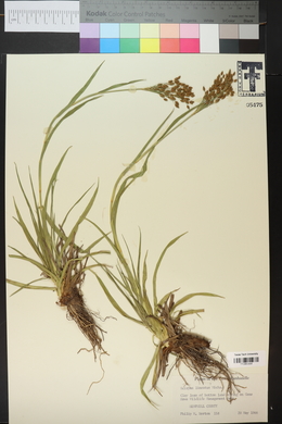 Scirpus lineatus image