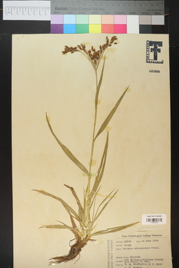 Scirpus microcarpus image