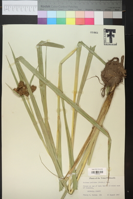 Scirpus pallidus image